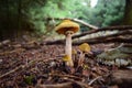 ÃÂ¼ÃÂ±ÃâÃÂ¹ÃâÃÂ±ÃÂÃÂ¹ÃÂ± ÃÆÃâÃÂ· Ãâ¬ÃÂ±ÃÂÃÂ½ÃÂ·ÃÂ¸ÃÂ± ,mushrooms at parnitha mountain Royalty Free Stock Photo